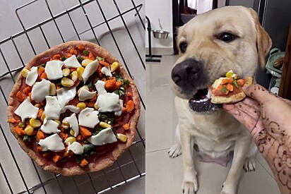 Pizza amigável para cães