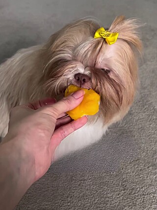 Petiscos tipo bala gelatinosa para seu pet - Seu cachorrinho vai amar