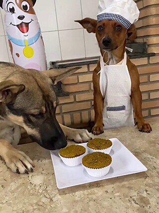 Helena 'cãozinheira': Vira-lata ensina como fazer cupcake de abóbora para cachorros